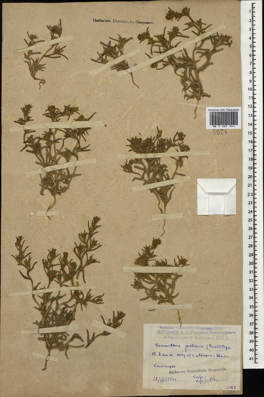 Gamanthus pilosus (Pall.) Bunge, Caucasus, Dagestan (K2) (Russia)