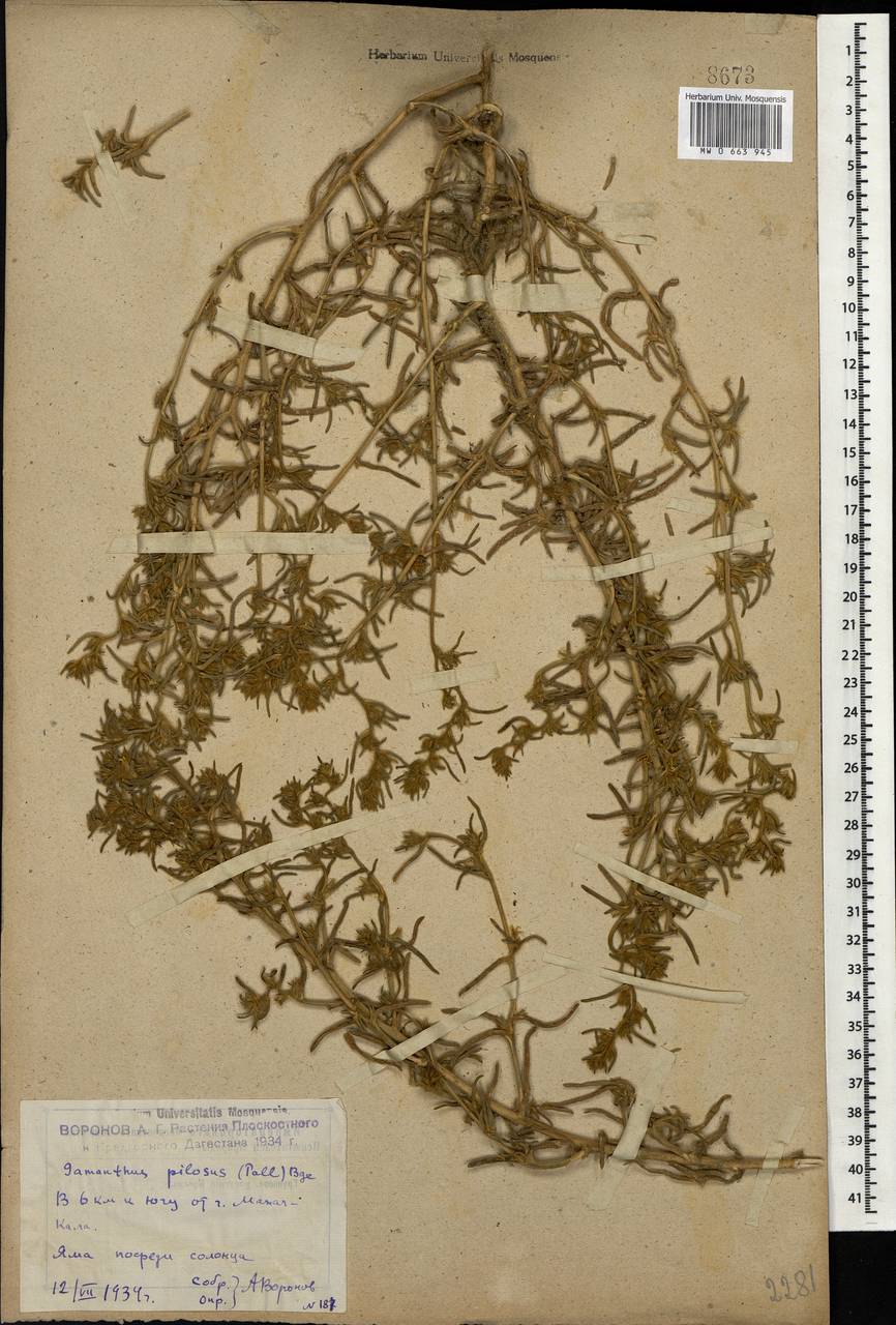 Gamanthus pilosus (Pall.) Bunge, Caucasus, Dagestan (K2) (Russia)