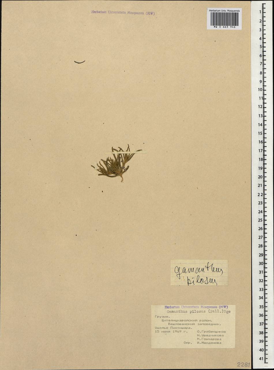Gamanthus pilosus (Pall.) Bunge, Caucasus, Georgia (K4) (Georgia)