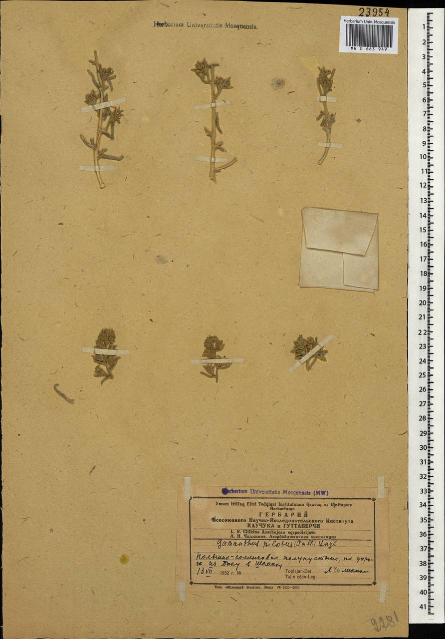 Gamanthus pilosus (Pall.) Bunge, Caucasus, Azerbaijan (K6) (Azerbaijan)