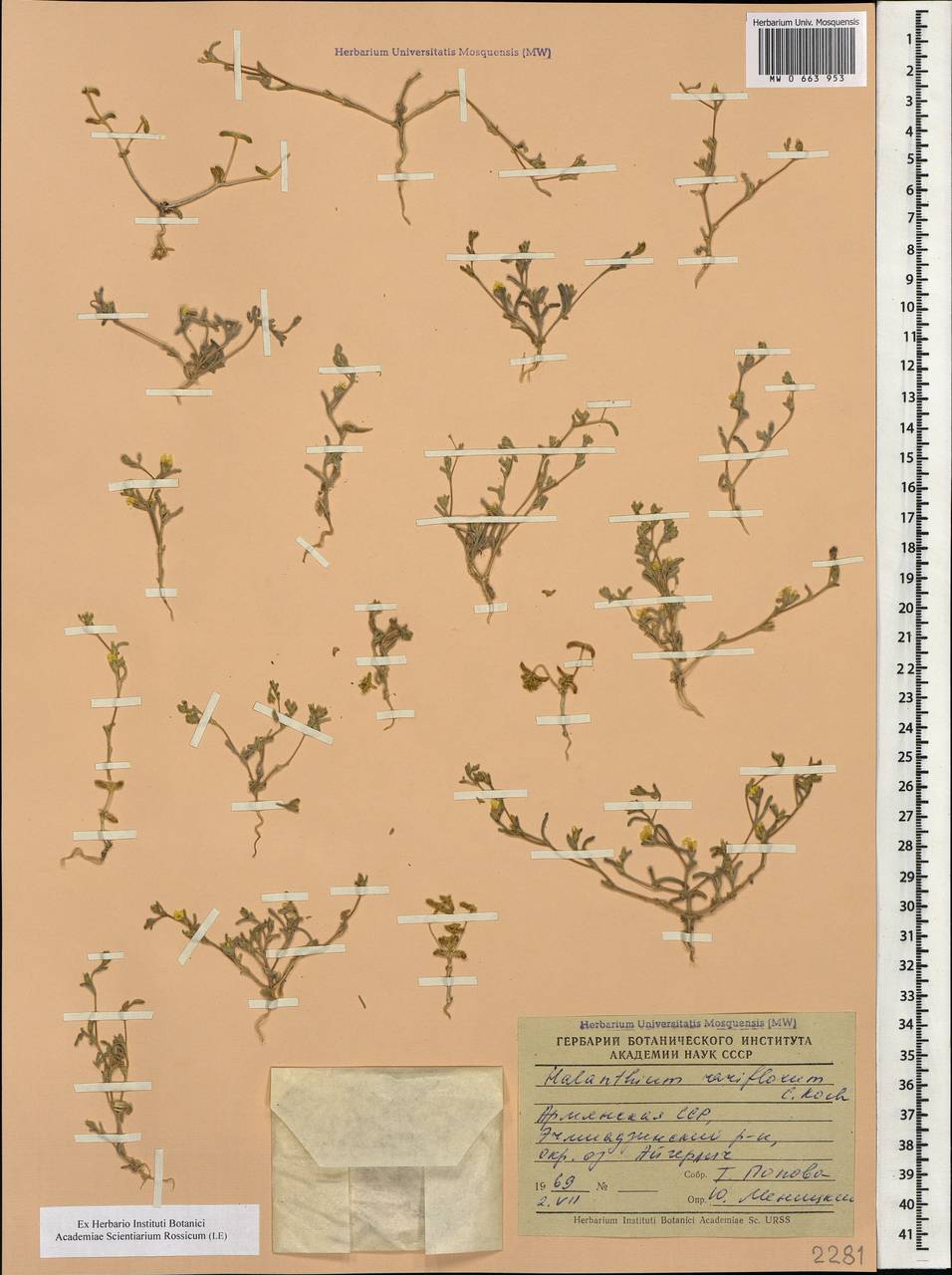 Halimocnemis rarifolia (K.Koch) Akhani, Caucasus, Armenia (K5) (Armenia)
