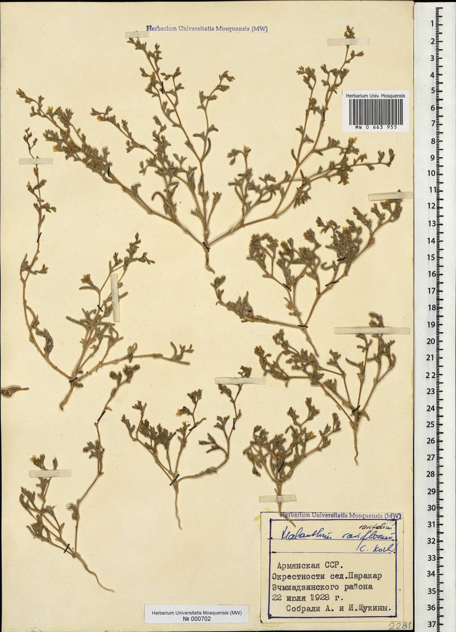 Halimocnemis rarifolia (K.Koch) Akhani, Caucasus, Armenia (K5) (Armenia)