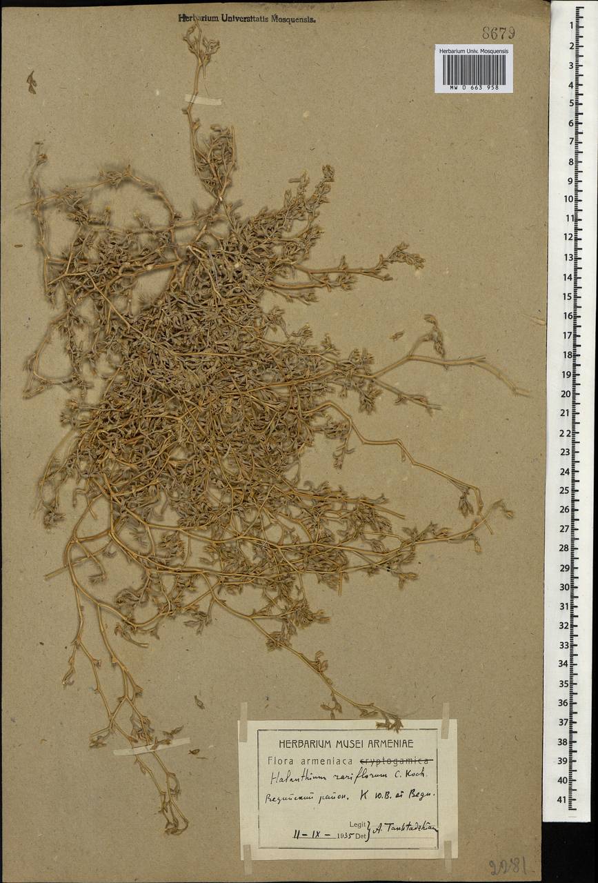 Halimocnemis rarifolia (K.Koch) Akhani, Caucasus, Armenia (K5) (Armenia)