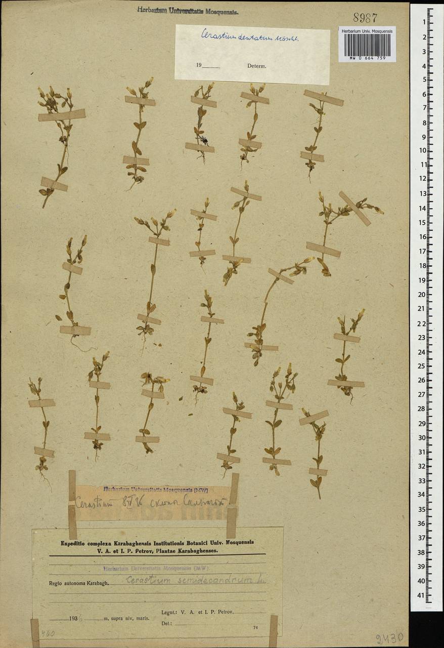 Cerastium semidecandrum L., Caucasus, Azerbaijan (K6) (Azerbaijan)