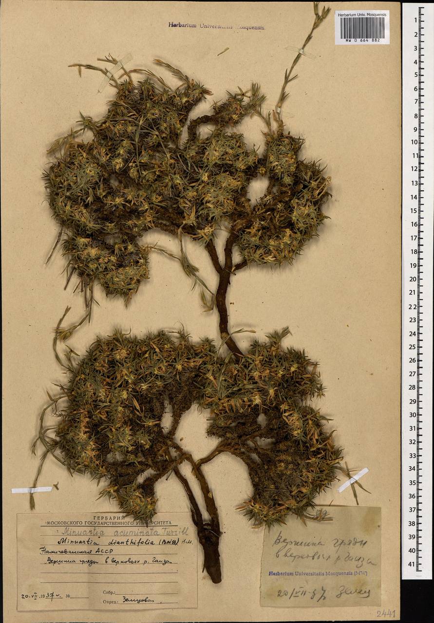 Minuartiella acuminata (Turrill) Dillenb. & Kadereit, Caucasus, Azerbaijan (K6) (Azerbaijan)