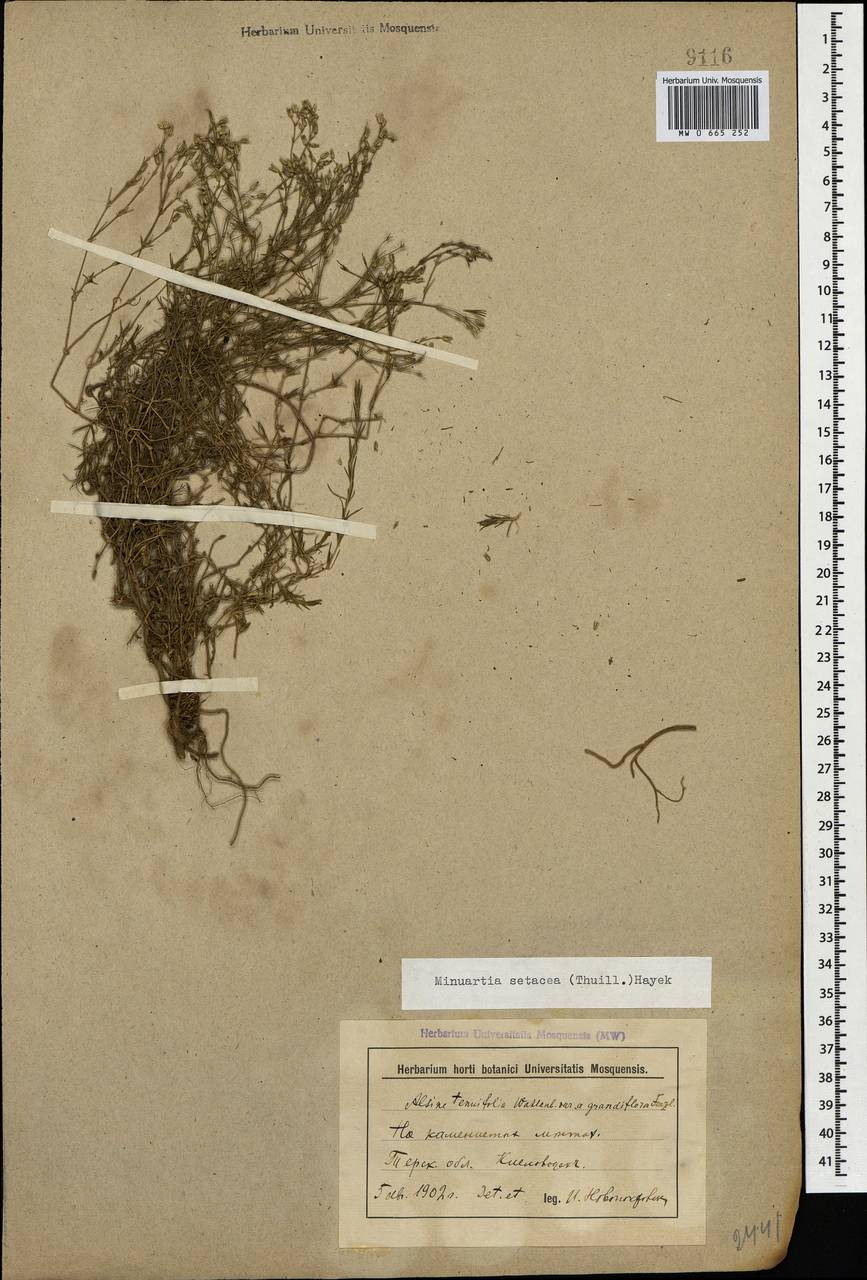 Minuartia setacea (Thuill.) Hayek, Caucasus, Stavropol Krai, Karachay-Cherkessia & Kabardino-Balkaria (K1b) (Russia)