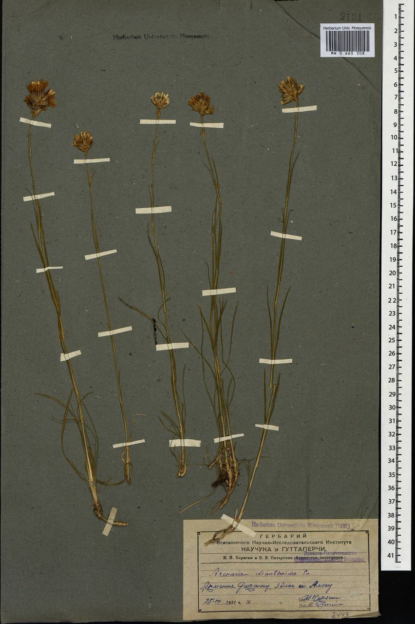 Eremogone dianthoides (Smith) Ikonn., Caucasus, Armenia (K5) (Armenia)