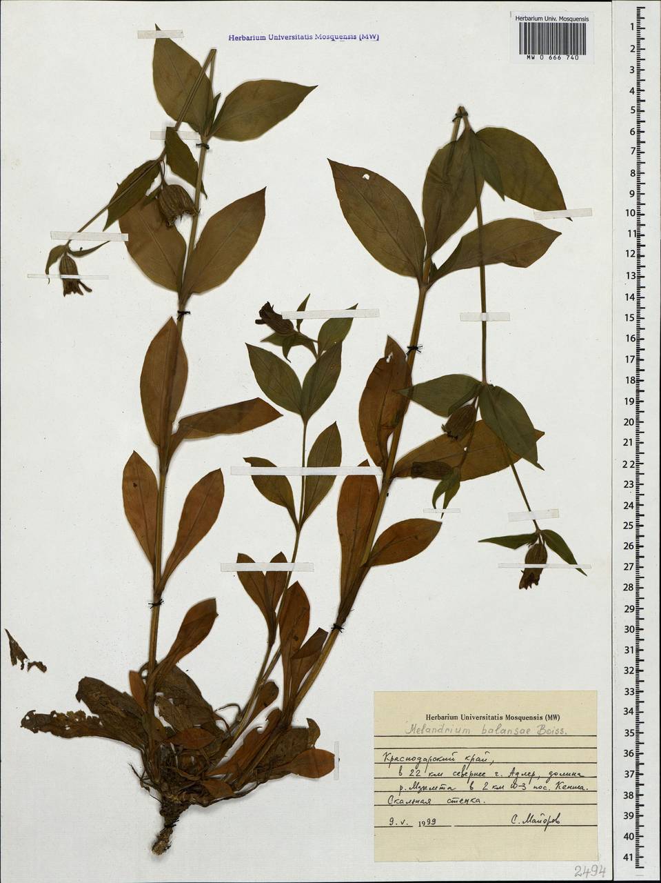 Silene balansae Boiss., Caucasus, Krasnodar Krai & Adygea (K1a) (Russia)