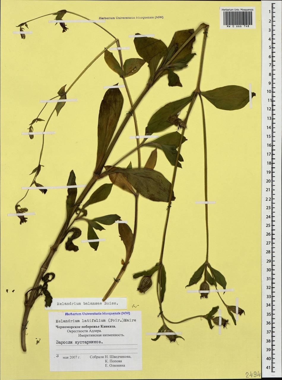 Silene balansae Boiss., Caucasus, Black Sea Shore (from Novorossiysk to Adler) (K3) (Russia)