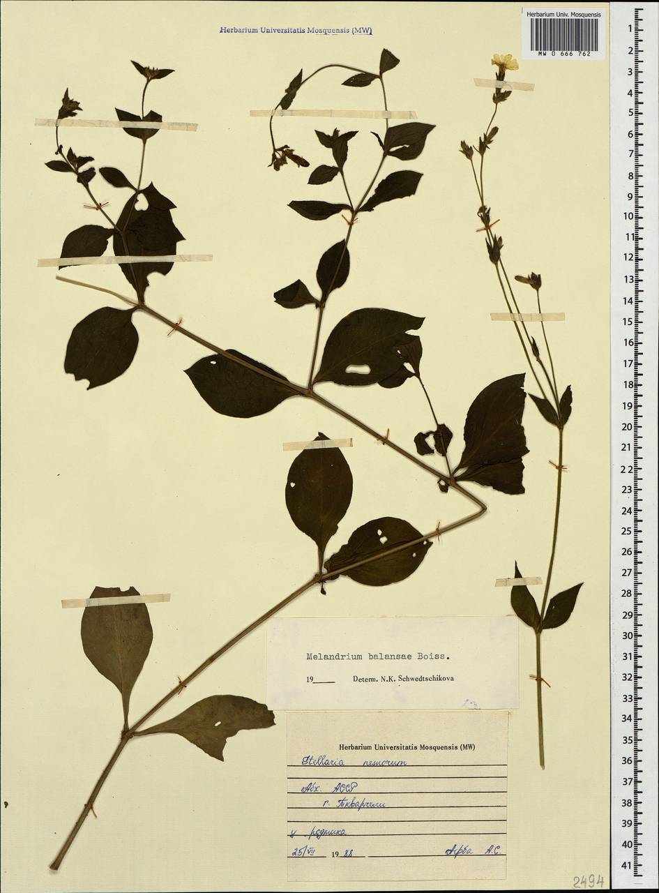 Silene balansae Boiss., Caucasus, Abkhazia (K4a) (Abkhazia)