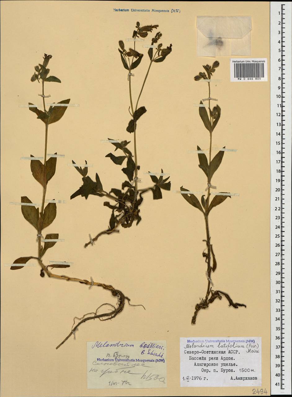 Silene latifolia subsp. latifolia, Caucasus, North Ossetia, Ingushetia & Chechnya (K1c) (Russia)