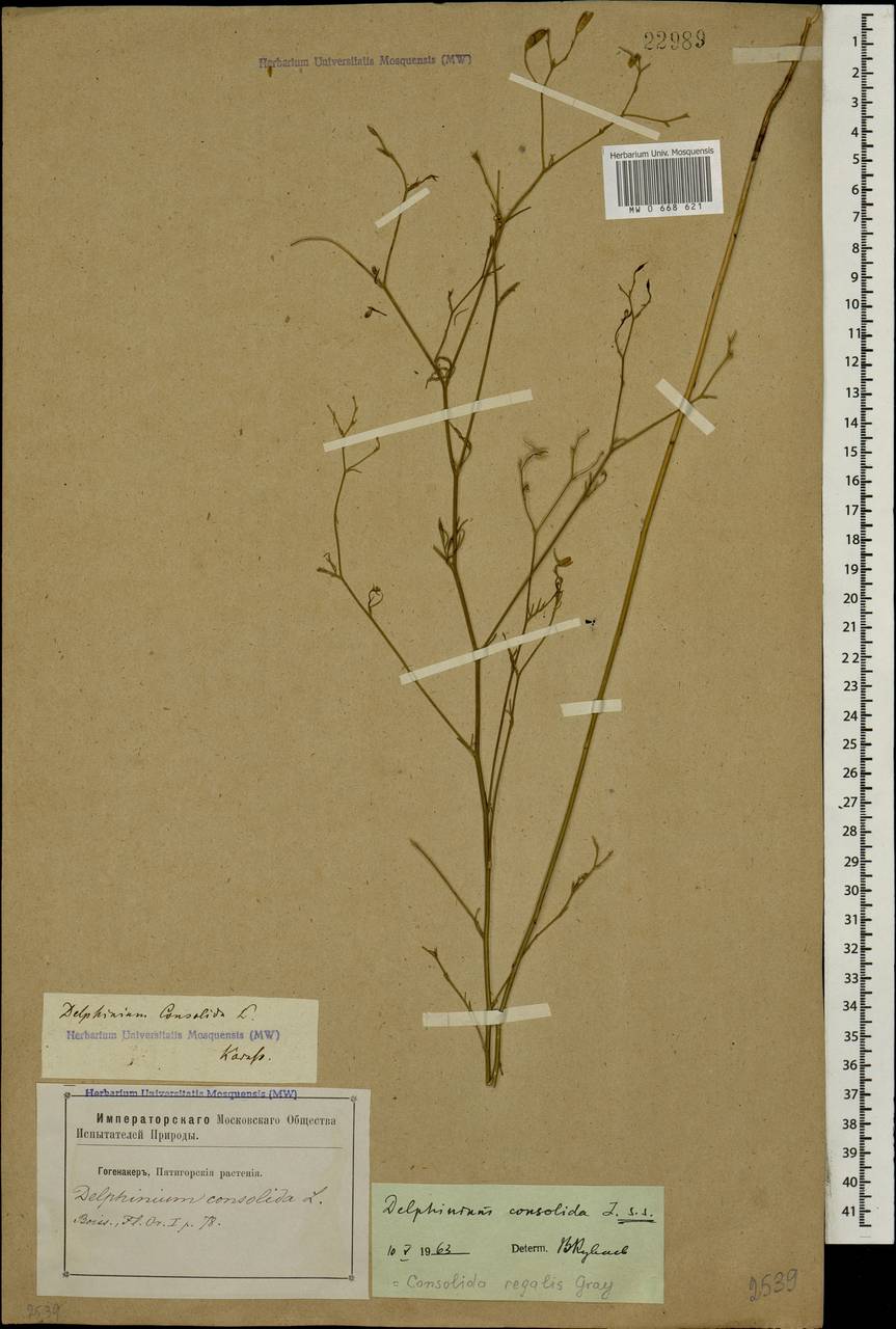 Delphinium consolida subsp. consolida, Caucasus, Stavropol Krai, Karachay-Cherkessia & Kabardino-Balkaria (K1b) (Russia)