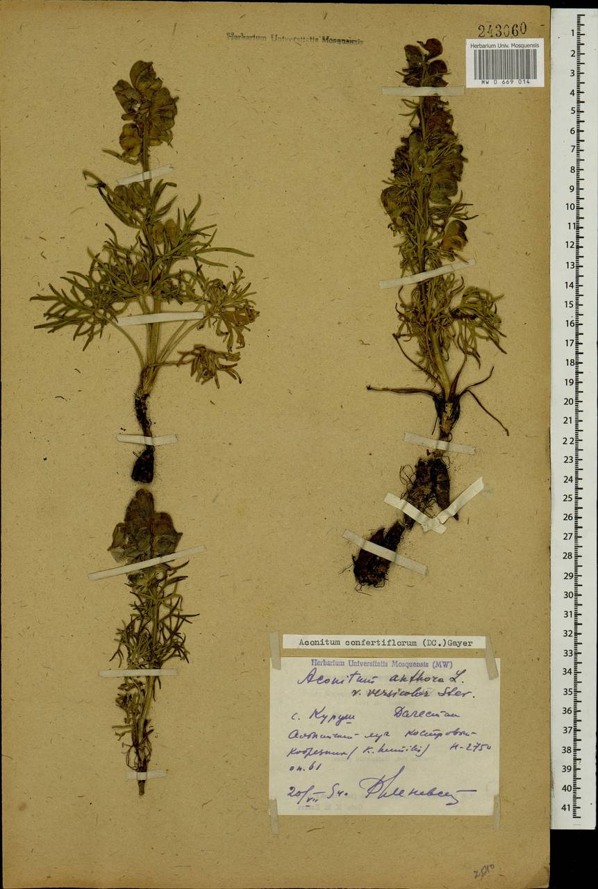 Aconitum confertiflorum (DC.) Gáyer, Caucasus, Dagestan (K2) (Russia)