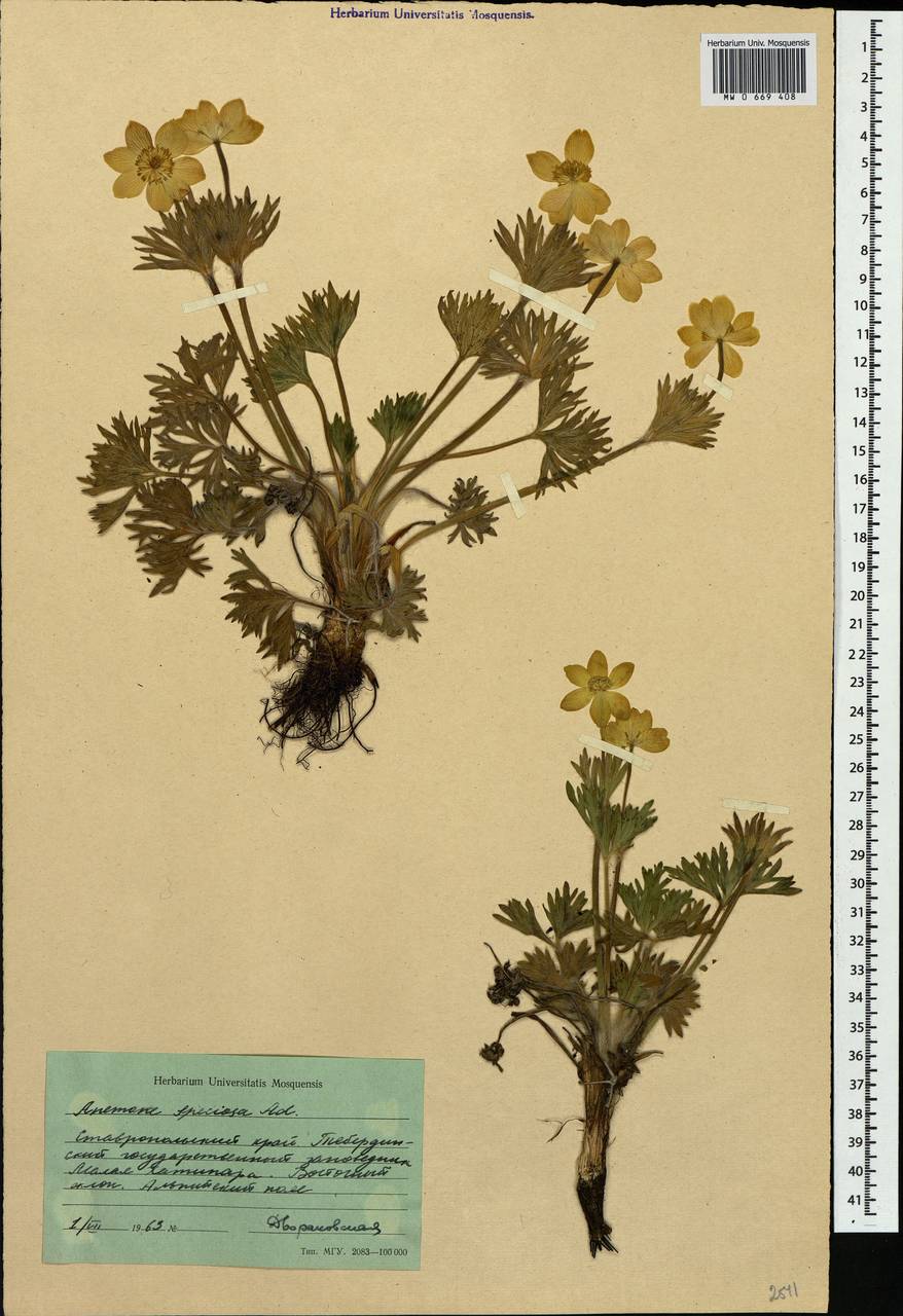 Anemonastrum narcissiflorum subsp. chrysanthum (Ulbr.) Raus, Caucasus, Stavropol Krai, Karachay-Cherkessia & Kabardino-Balkaria (K1b) (Russia)