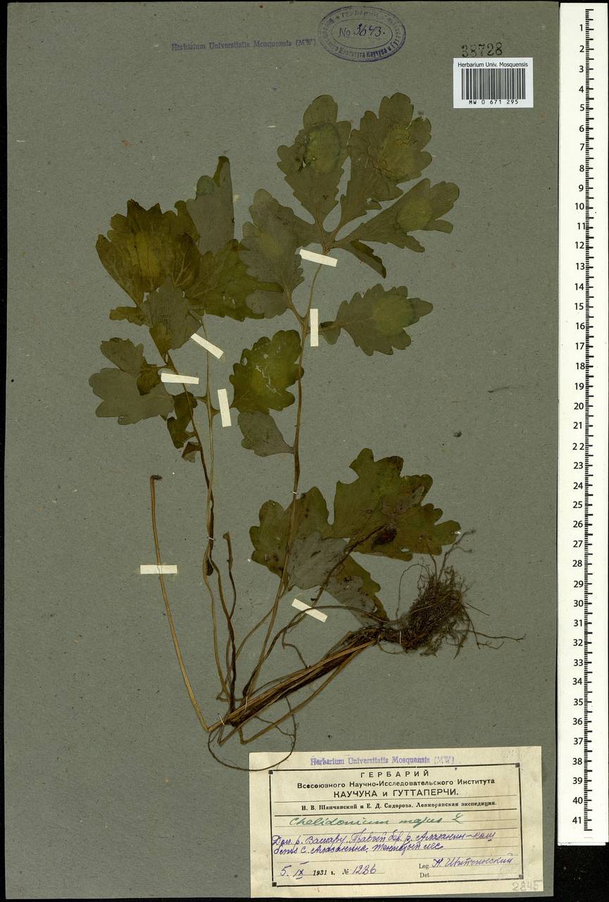 Chelidonium majus L., Caucasus, Azerbaijan (K6) (Azerbaijan)