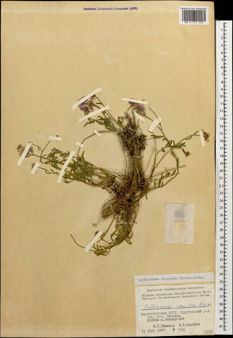 Aethionema virgatum (Boiss.) Hedge, Caucasus, Azerbaijan (K6) (Azerbaijan)