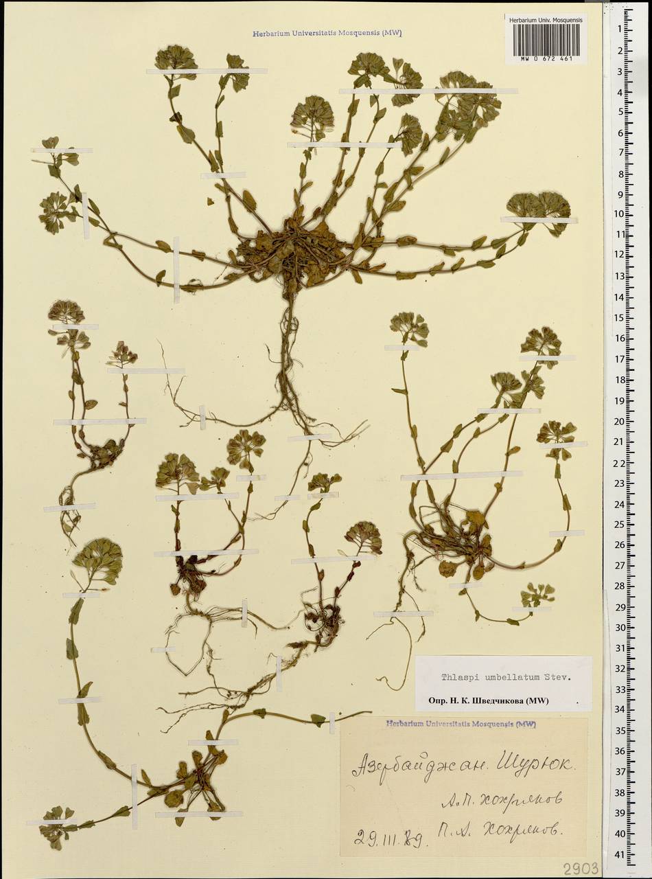 Friedrichkarlmeyeria umbellata (Steven ex DC.) T.Ali & Thines, Caucasus, Azerbaijan (K6) (Azerbaijan)