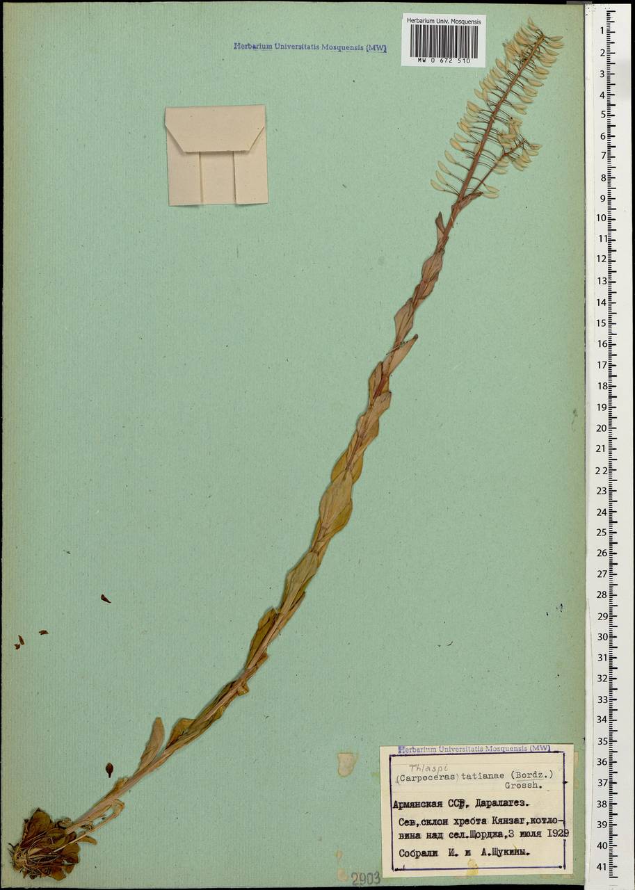 Noccaea tatianae (Bordz.) F.K.Mey., Caucasus, Armenia (K5) (Armenia)
