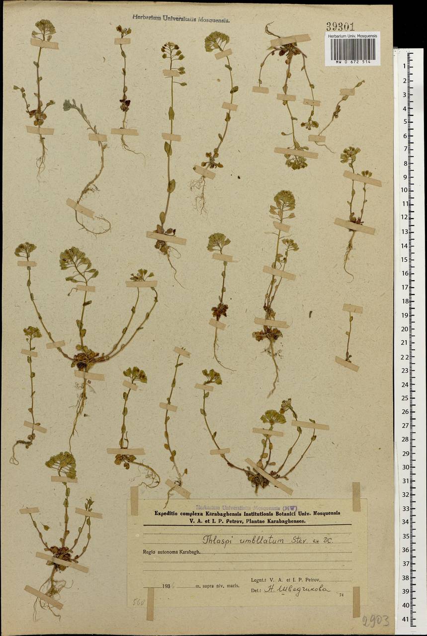 Friedrichkarlmeyeria umbellata (Steven ex DC.) T.Ali & Thines, Caucasus, Azerbaijan (K6) (Azerbaijan)