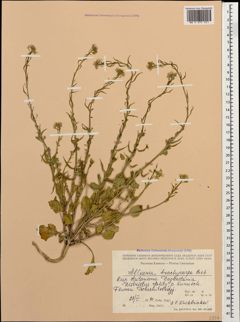 Alliaria taurica (Adam) V.I.Dorof., Caucasus, Dagestan (K2) (Russia)