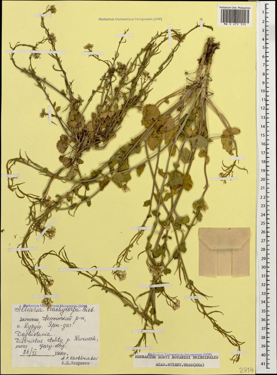 Alliaria taurica (Adam) V.I.Dorof., Caucasus, Dagestan (K2) (Russia)