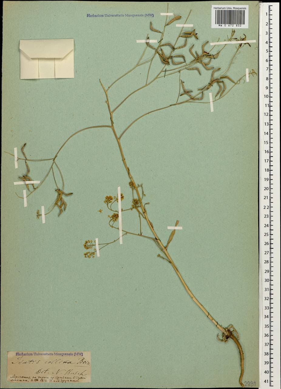 Isatis brachycarpa C.A.Mey., Caucasus, Armenia (K5) (Armenia)
