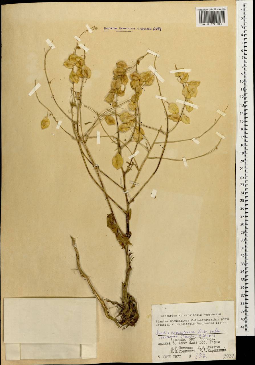 Isatis steveniana Trautv., Caucasus, Armenia (K5) (Armenia)