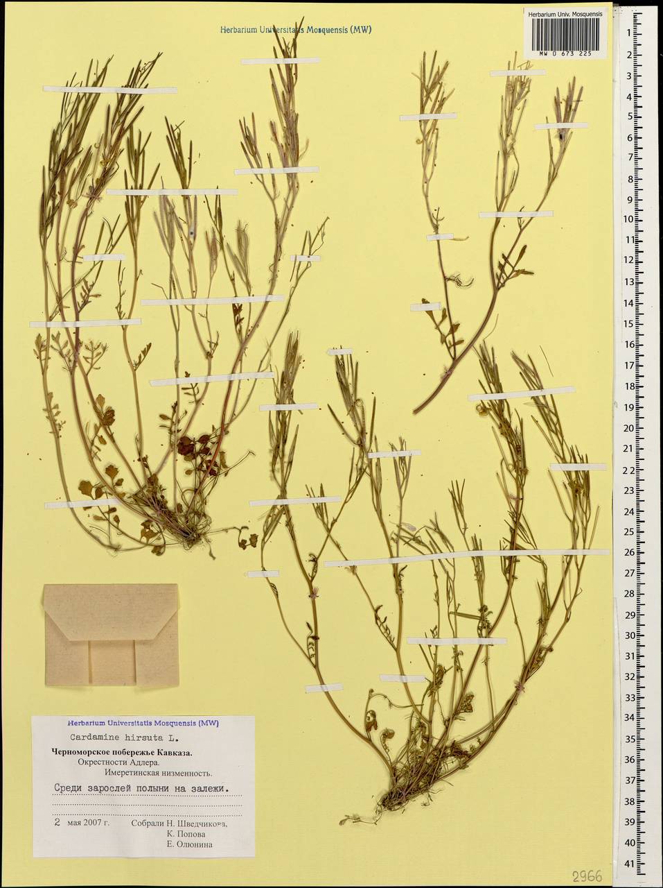 Cardamine hirsuta L., Caucasus, Black Sea Shore (from Novorossiysk to Adler) (K3) (Russia)