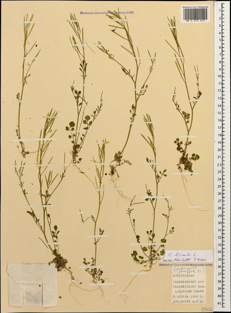 Cardamine hirsuta L., Caucasus, Azerbaijan (K6) (Azerbaijan)