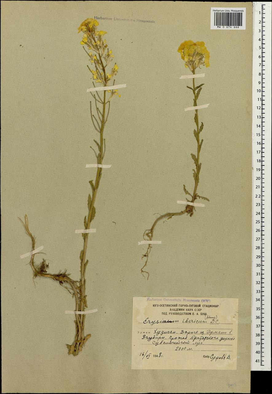 Erysimum ibericum (Adams) DC., Caucasus, South Ossetia (K4b) (South Ossetia)