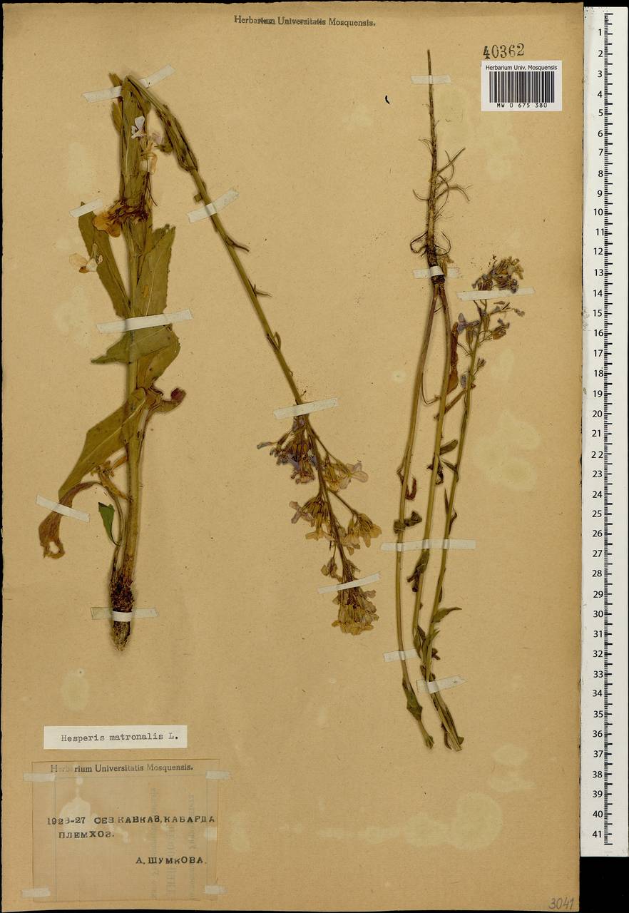 Hesperis matronalis L., Caucasus, Stavropol Krai, Karachay-Cherkessia & Kabardino-Balkaria (K1b) (Russia)