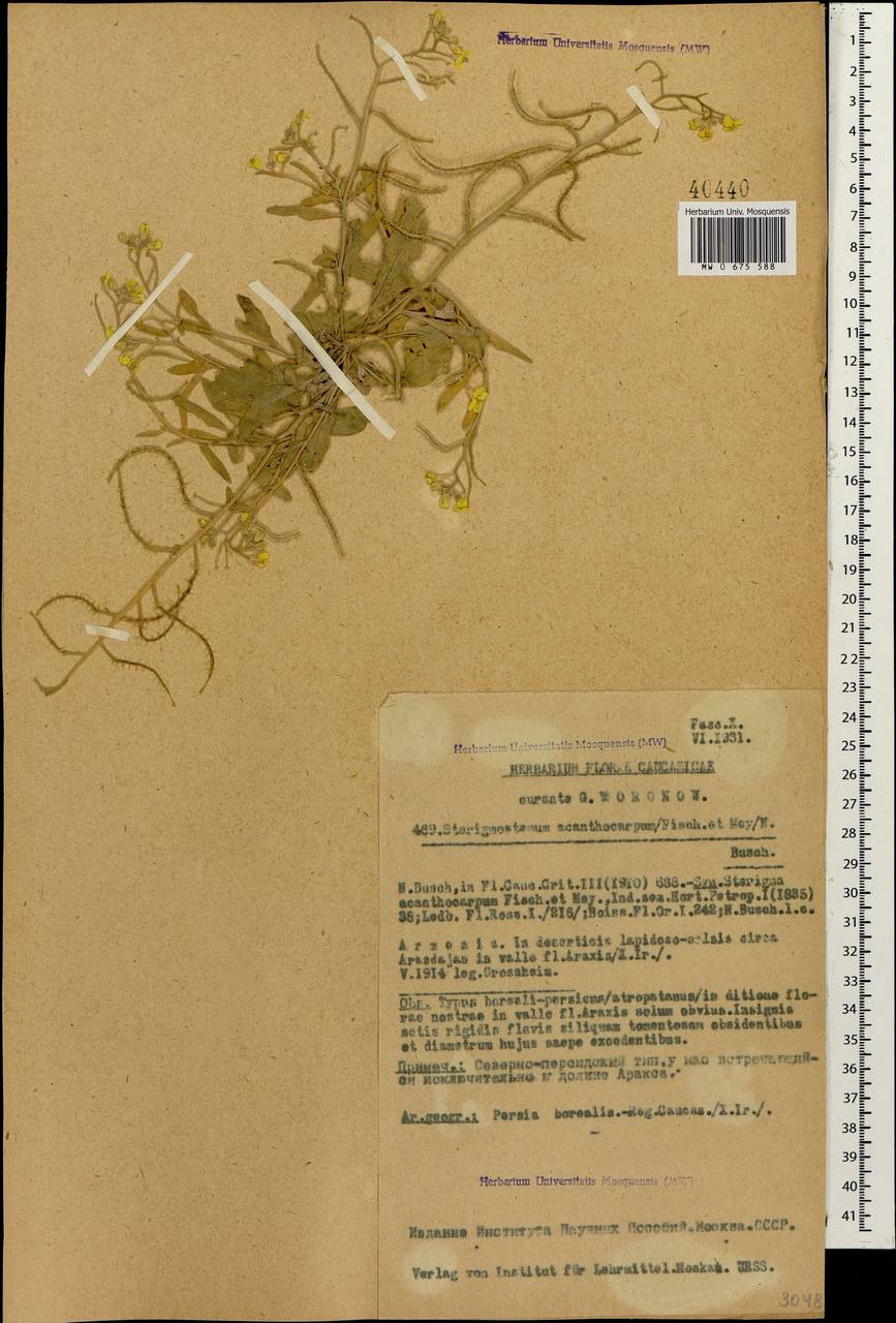 Sterigmostemum acanthocarpum (Fisch. & C. A. Mey.) Kuntze, Caucasus, Armenia (K5) (Armenia)