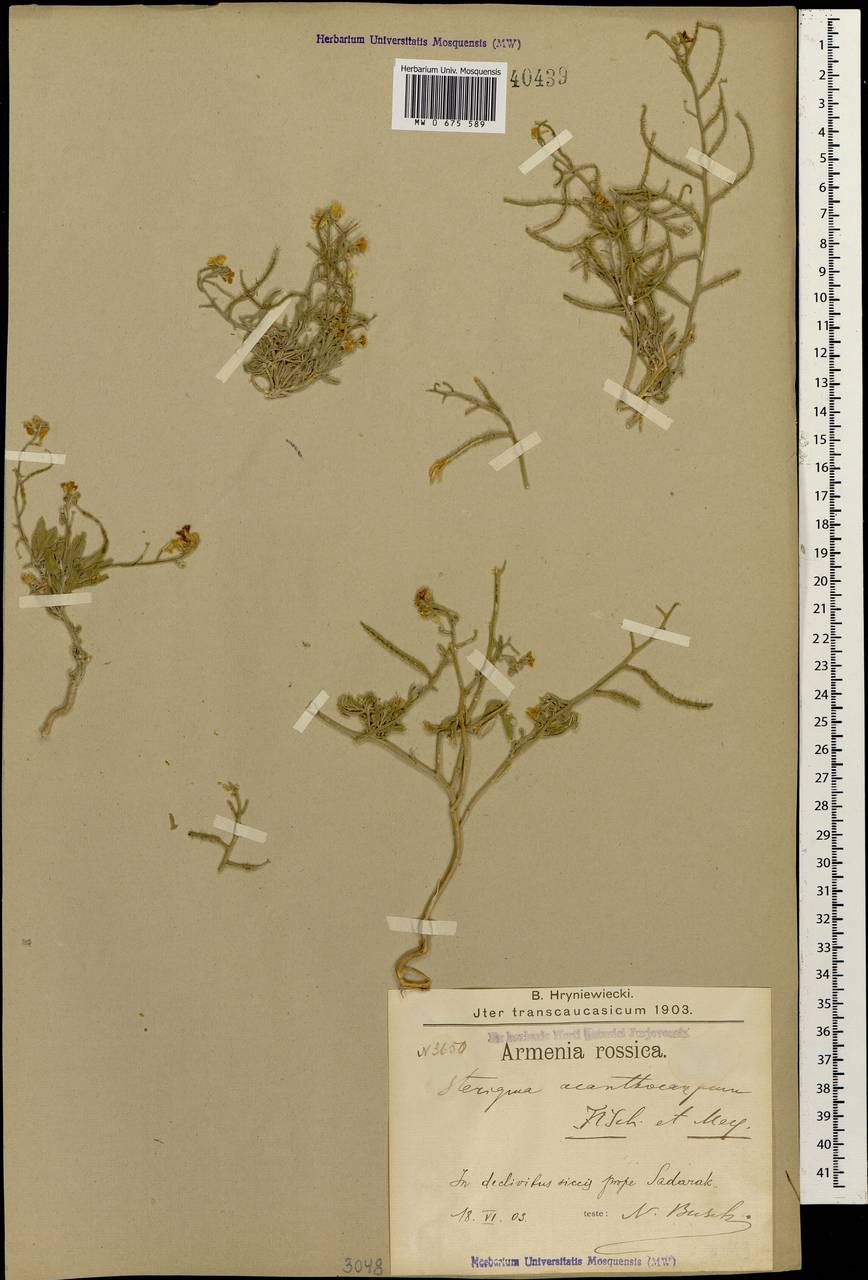 Sterigmostemum acanthocarpum (Fisch. & C. A. Mey.) Kuntze, Caucasus, Armenia (K5) (Armenia)