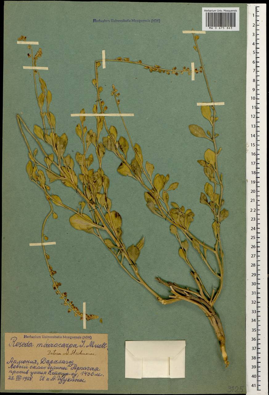Reseda microcarpa Müll. Arg., Caucasus, Armenia (K5) (Armenia)