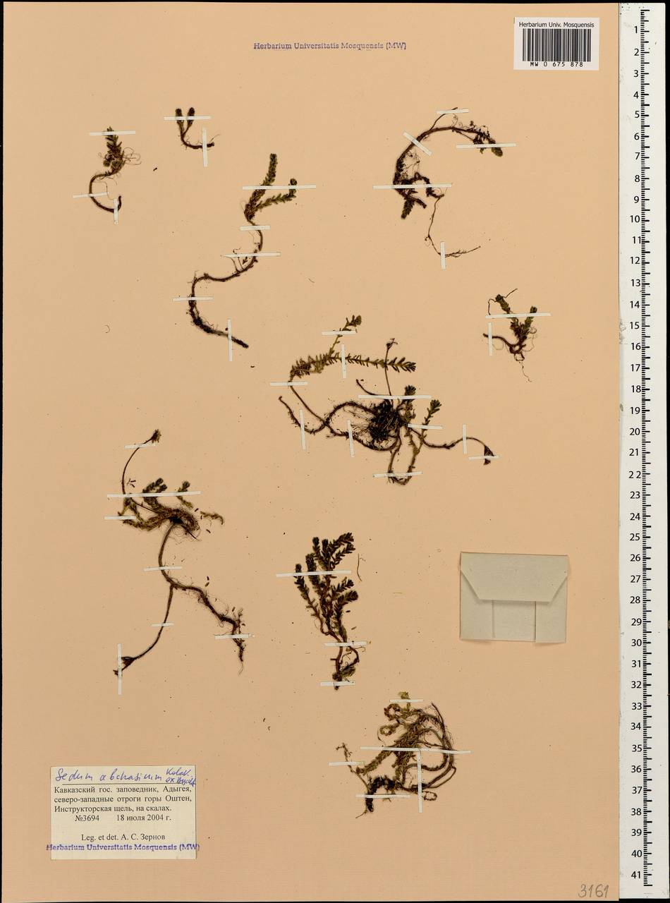 Sedum abchasicum Kolak. ex V. V. Byalt, Caucasus, Krasnodar Krai & Adygea (K1a) (Russia)