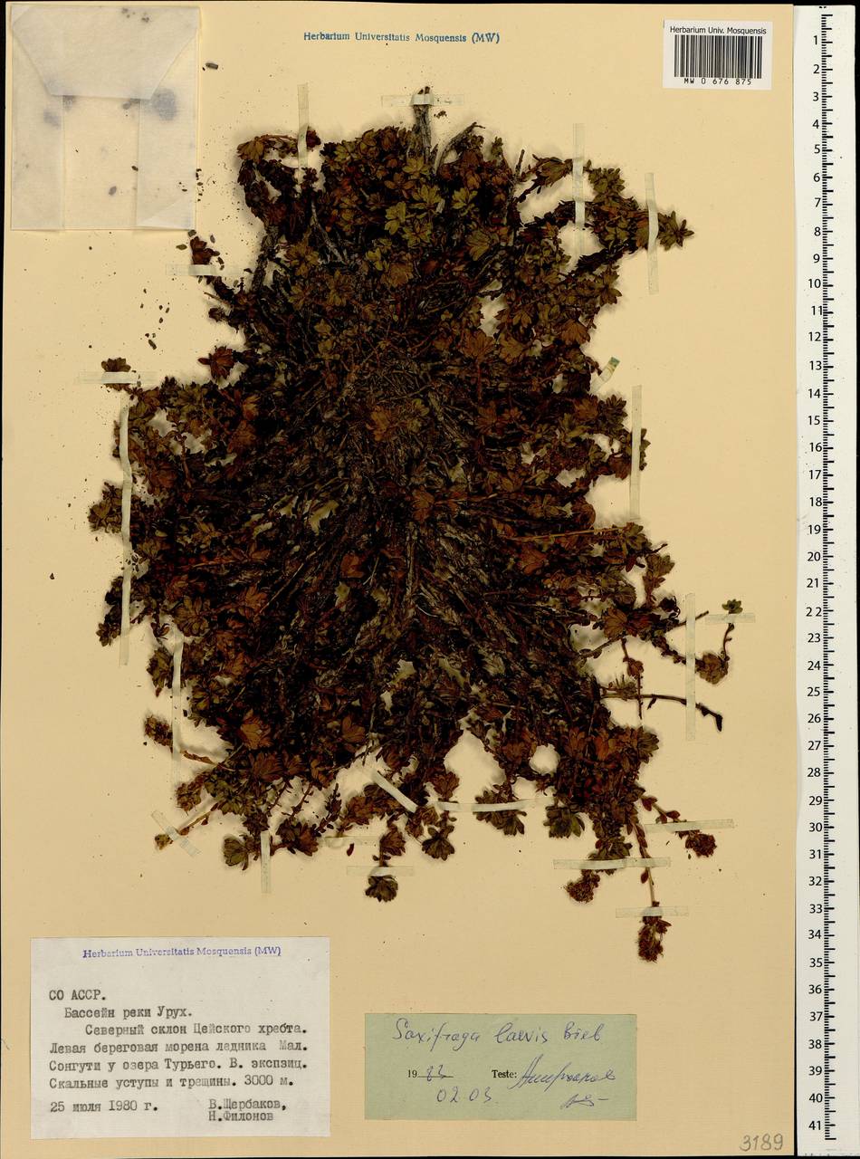 Saxifraga pseudolaevis Oettingen, Caucasus, North Ossetia, Ingushetia & Chechnya (K1c) (Russia)