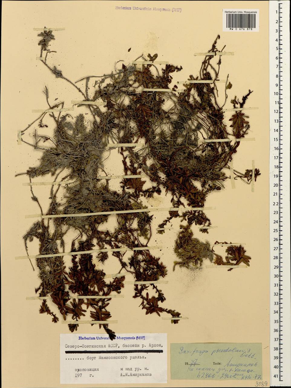 Saxifraga pseudolaevis Oett., Caucasus, North Ossetia, Ingushetia & Chechnya (K1c) (Russia)
