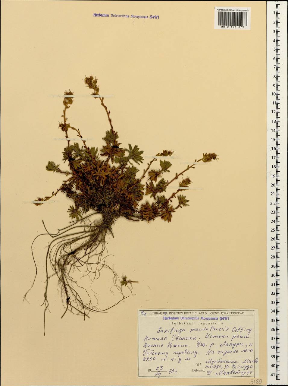 Saxifraga pseudolaevis Oettingen, Caucasus, Georgia (K4) (Georgia)