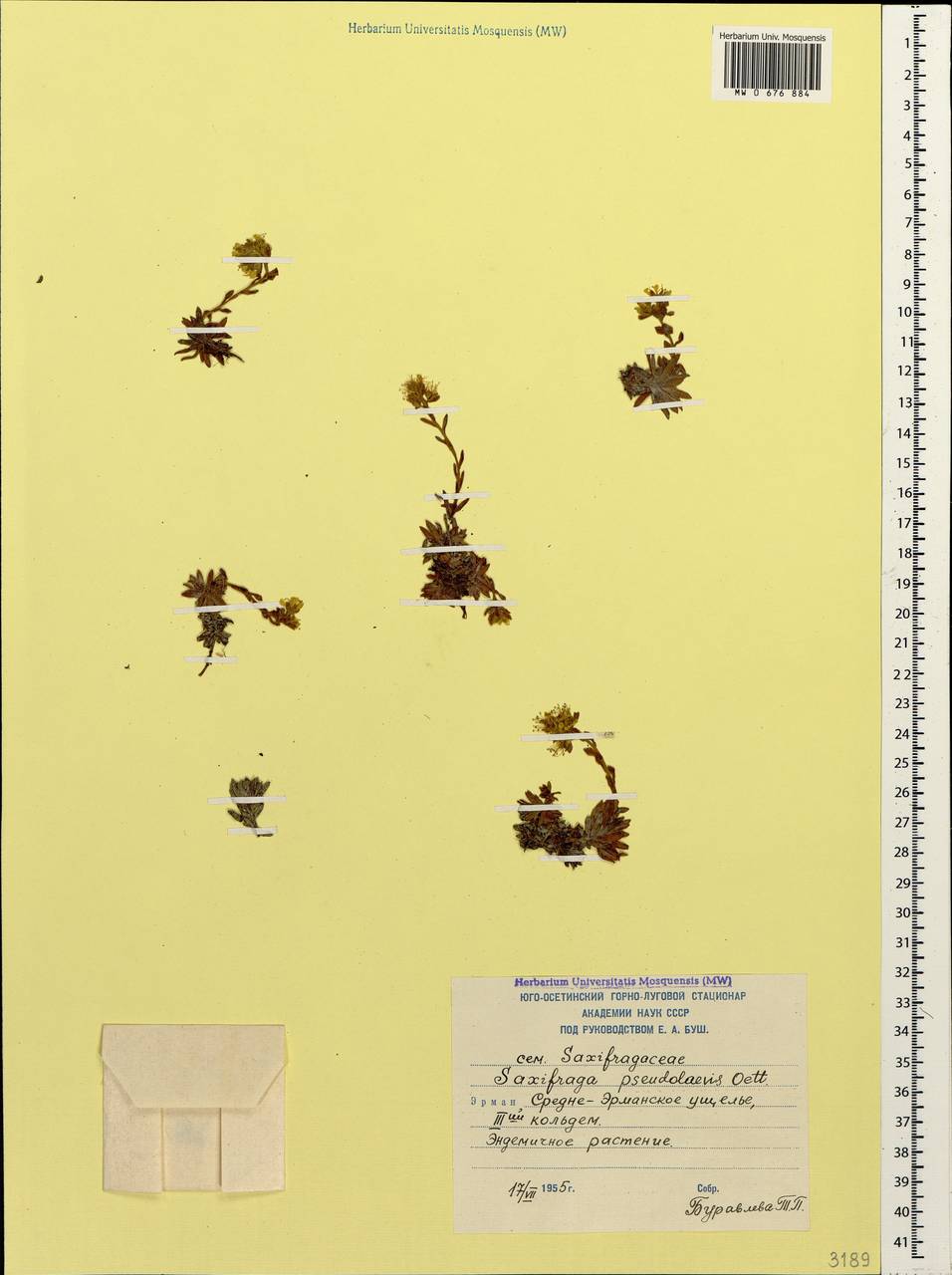 Saxifraga pseudolaevis Oettingen, Caucasus, South Ossetia (K4b) (South Ossetia)