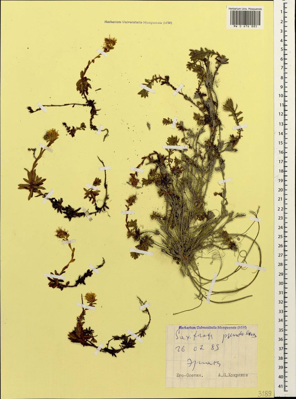Saxifraga pseudolaevis Oettingen, Caucasus, South Ossetia (K4b) (South Ossetia)
