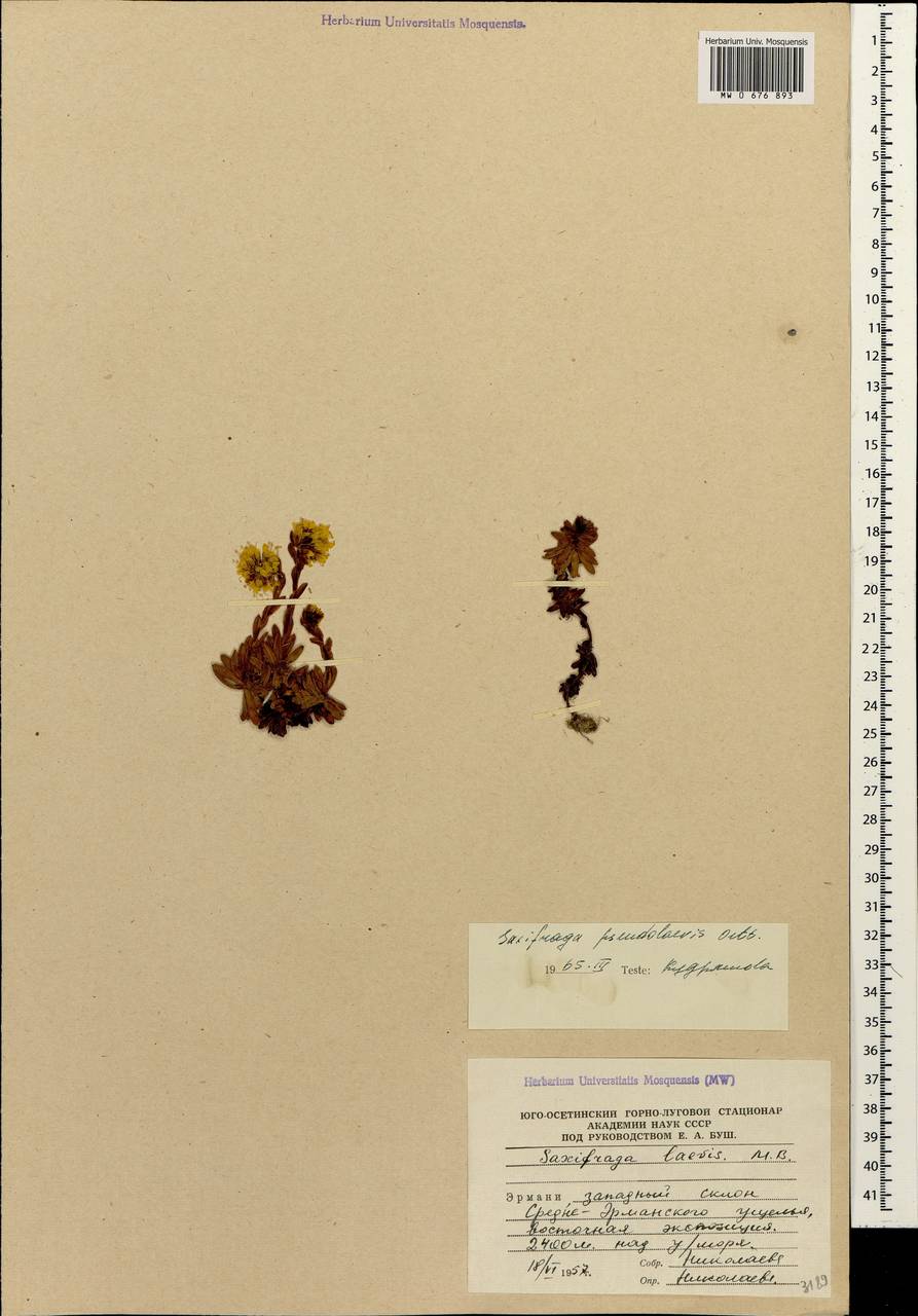 Saxifraga pseudolaevis Oett., Caucasus, South Ossetia (K4b) (South Ossetia)