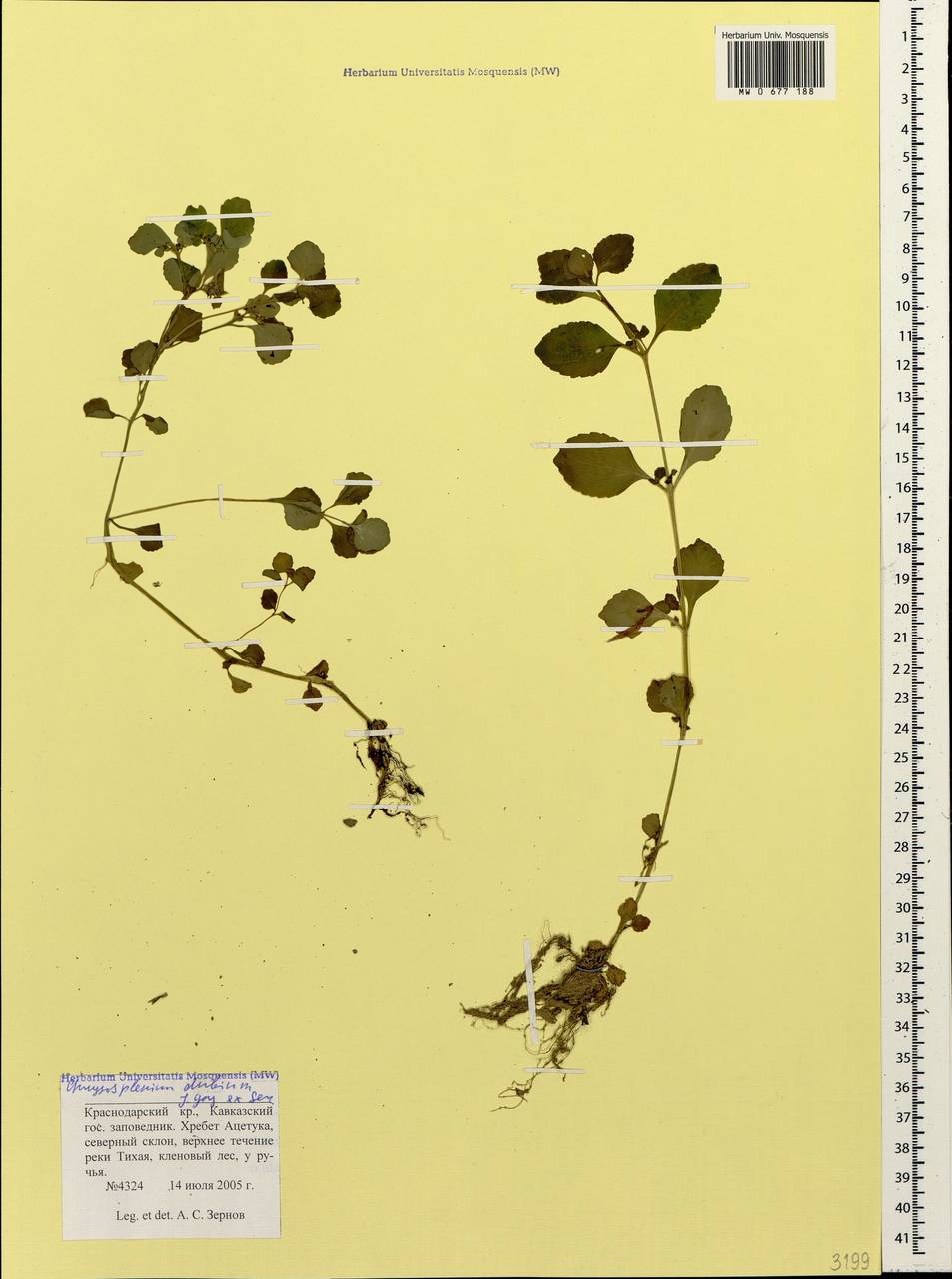 Chrysosplenium dubium Gay ex Ser., Caucasus, Krasnodar Krai & Adygea (K1a) (Russia)