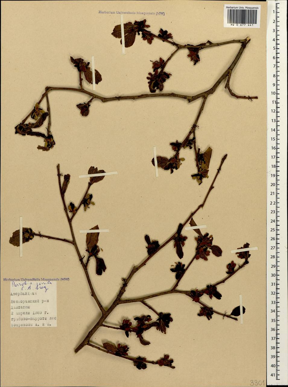 Parrotia persica (DC.) C. A. Mey., Caucasus, Azerbaijan (K6) (Azerbaijan)