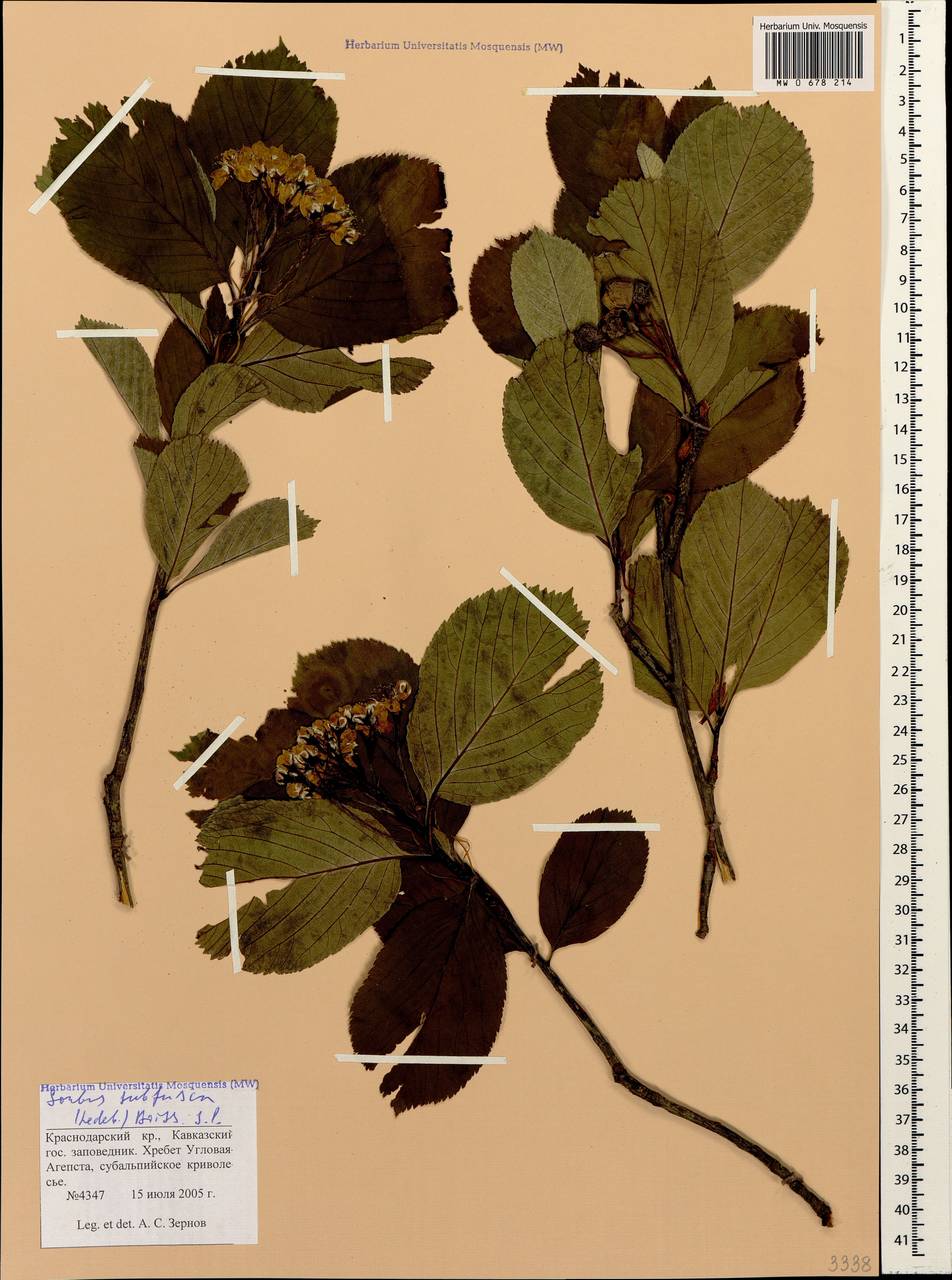 Sorbus subfusca (Ledeb. ex Nordm.) Boiss., Caucasus, Krasnodar Krai & Adygea (K1a) (Russia)