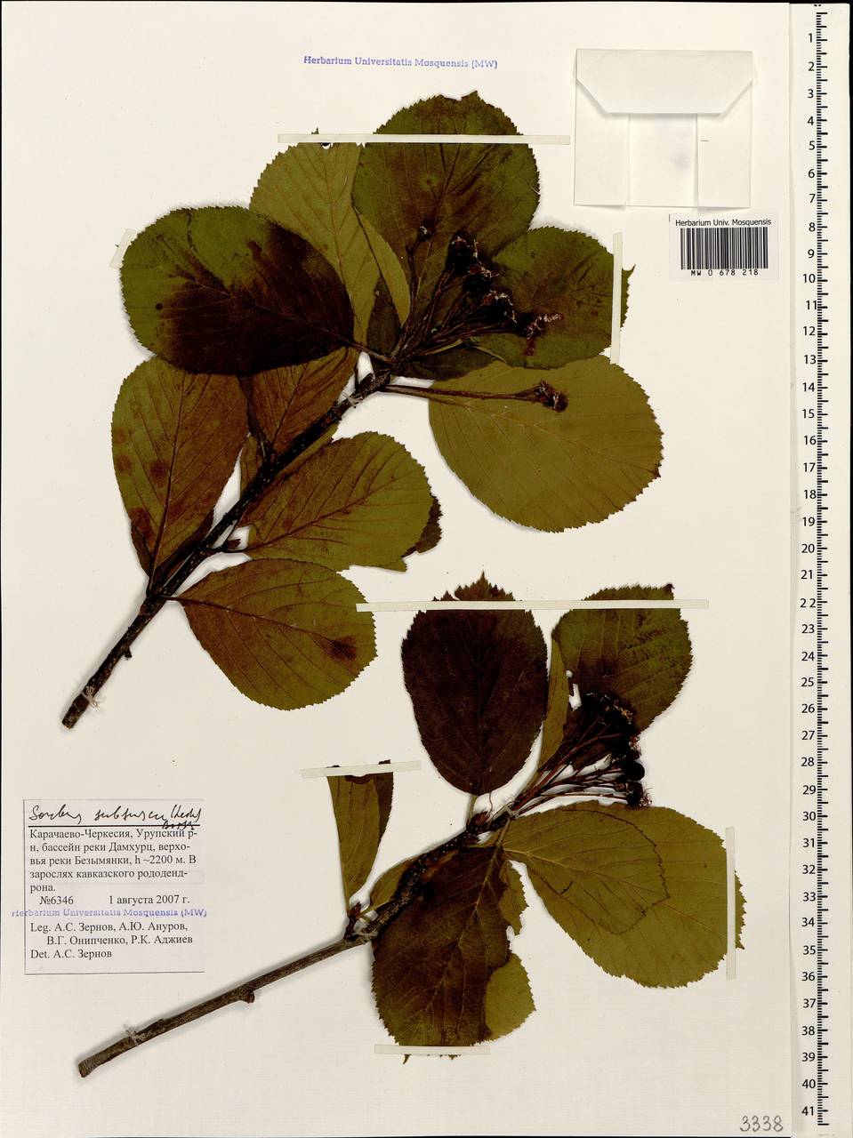 Sorbus subfusca (Ledeb. ex Nordm.) Boiss., Caucasus, Stavropol Krai, Karachay-Cherkessia & Kabardino-Balkaria (K1b) (Russia)