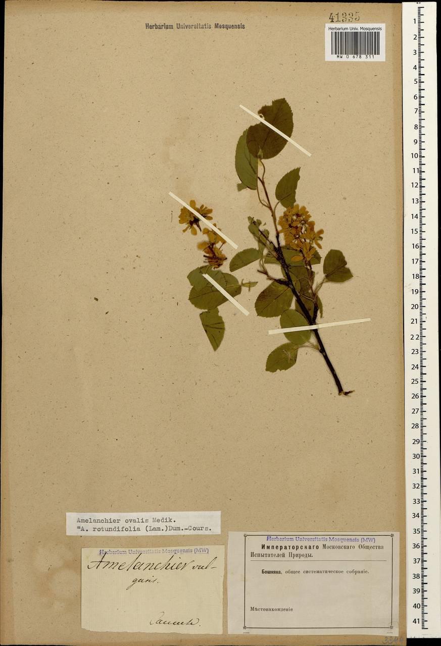 Amelanchier ovalis Medik., Caucasus (no precise locality) (K0)