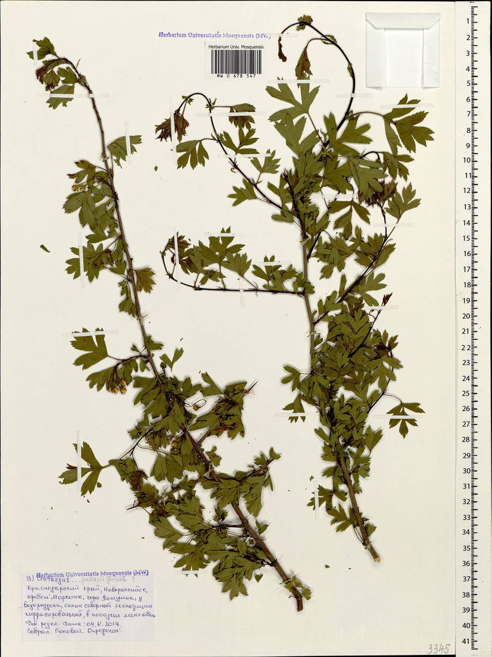 Crataegus pallasii Griseb., Caucasus, Black Sea Shore (from Novorossiysk to Adler) (K3) (Russia)