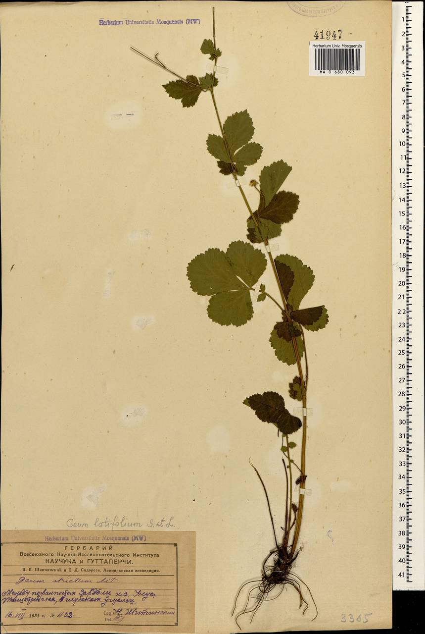 Geum latilobum Sommier & Levier, Caucasus, Azerbaijan (K6) (Azerbaijan)