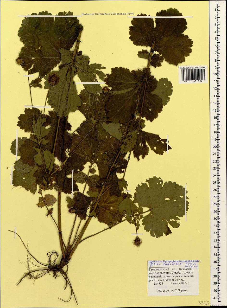 Geum latilobum Sommier & Levier, Caucasus, Krasnodar Krai & Adygea (K1a) (Russia)