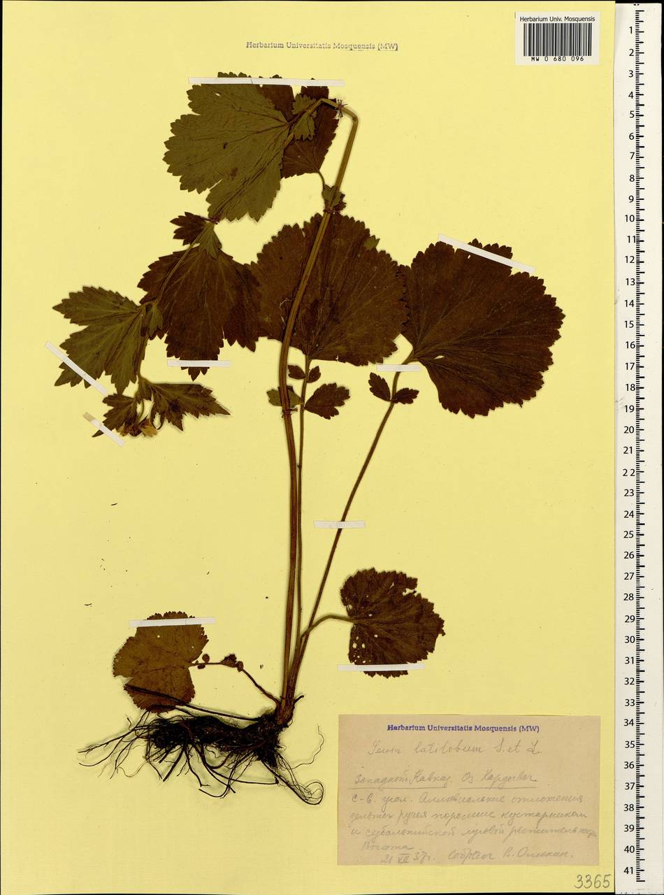 Geum latilobum Sommier & Levier, Caucasus, Krasnodar Krai & Adygea (K1a) (Russia)